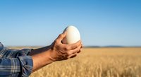 Farmer holding fresh egg in hand against golden wheat field and clear sky, representing agriculture, harvest, and organic farming production.