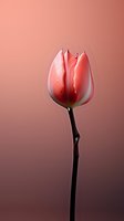 Single coral pink tulip blossom with delicate petals on dark stem against gradient background, dramatic lighting enhances natural elegance and form.
