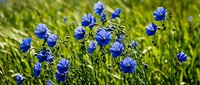 Blue cornflower wildflowers blooming in natural green meadow grass field during spring summer season for botanical garden landscape design.