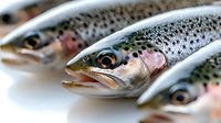 Fresh Atlantic salmon fish with spotted skin pattern lying on white surface ready for cooking preparation in kitchen or restaurant setting.