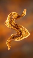 Glowing neon stomach organ with leopard spot pattern against warm brown gradient background, suitable for medical education, healthcare design, and anatomical illustrations.
