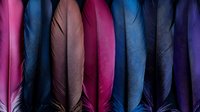 Vibrant collection of natural bird feathers arranged in vertical pattern showing pink, blue, purple and black colors with delicate textures and details.