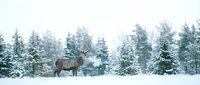 Moose standing in snowy winter landscape with evergreen forest background, suitable for nature, wildlife, and seasonal editorial projects.