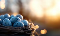 Speckled blue quail eggs nestled in dark brown nest against warm sunset bokeh background, creating natural Easter or spring seasonal composition.