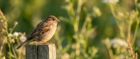 Small brown sparrow perched on wooden fence post in natural garden setting with soft bokeh background during golden hour lighting.