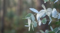 Eucalyptus branch with silver-green leaves in soft natural light creating peaceful botanical atmosphere for wellness and aromatherapy designs.