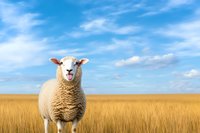 Cheerful sheep standing in golden wheat field under bright blue summer sky with white clouds, looking directly at camera with friendly expression.