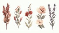 Delicate watercolor floral elements in dusty rose and lavender tones featuring roses, wildflowers and botanical stems on white background, ready for design use.