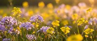 Colorful wildflower meadow with purple and yellow blooms in soft golden sunlight creating dreamy bokeh background for spring garden designs.