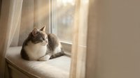 Tabby and white cat sitting on windowsill by sheer curtains, looking outside with natural sunlight streaming through window for pet and home decor.