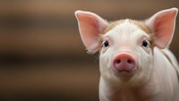 Adorable young pig with pink snout and perked ears looking directly at camera against blurred wooden barn background for agricultural and farming content.