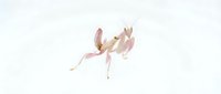 Praying mantis with pink and beige coloring positioned in dynamic pose against neutral background, suitable for nature, wildlife, and educational content.