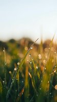 Morning dew glistens on fresh grass blades in sunlit meadow, creating serene nature scene with bokeh background ideal for wellness and environmental designs.