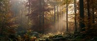 Sunlight streams through misty autumn forest with golden foliage and ferns creating magical woodland atmosphere for nature backgrounds and seasonal designs.