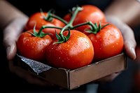 Fresh ripe tomatoes on vine in rustic wooden box held by hands. Water droplets on red glossy skin create appetizing look for food photography and marketing.