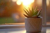 Small succulent plant in decorative white ceramic pot with diamond pattern sitting on windowsill during golden hour sunset creating warm atmospheric lighting.