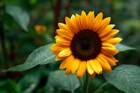 Vibrant yellow sunflower with dark brown center against blurred green foliage background, showcasing natural summer garden beauty.
