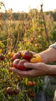 Farmer hands holding fresh heirloom tomatoes at sunset in organic garden with warm golden light creating peaceful harvest atmosphere for healthy eating concepts.