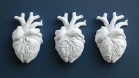 Three anatomically accurate white plaster heart models arranged in row against dark background, showcasing detailed cardiovascular structure and arterial system.