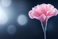 Pink carnation flower with delicate ruffled petals against dark blue bokeh background, soft focus macro photography creates dreamy romantic atmosphere.