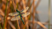 Green dragonfly with transparent wings perched on golden grass stem in warm sunlight creating natural bokeh background for nature photography projects.