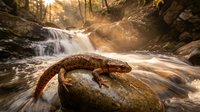 Salamander resting on moss-covered rock near cascading waterfall in golden sunlight forest stream creating peaceful wildlife nature scene for environmental projects.