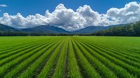 Rows of young green wheat or soybean crops stretch toward distant mountains under dramatic white cumulus clouds and blue sky, showcasing agricultural landscape.