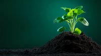 Young green plant growing from soil heap on dark emerald background, new life concept for agriculture, ecology and environmental conservation.