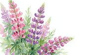 Watercolor lupine flowers in pink and purple hues with green foliage on white background. Delicate botanical illustration for spring garden designs.