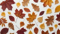 Colorful autumn leaves collection on white background featuring maple, oak and birch foliage in warm orange, red, yellow and brown tones for seasonal designs.