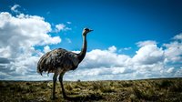 Large emu bird standing in natural grassland habitat under dramatic blue sky with white clouds in Australian outback wilderness landscape.
