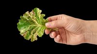 Fresh green lettuce leaf held in hand, isolated on transparent background. Ready for culinary, nutrition, healthy eating, and food design projects including print-on-demand, t-shirts, and digital graphics.