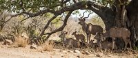 Herd of impala antelopes gathering under acacia tree shade in African savanna wilderness during dry season for natural wildlife photography and safari content.