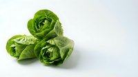 Fresh green romaine lettuce hearts isolated on white background for healthy cooking and salad preparation.