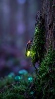 Glowing firefly on moss-covered tree bark in enchanted forest with magical bioluminescent lights creating mystical atmosphere for nature photography projects.