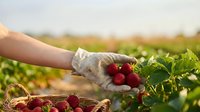 Farmer hand in glove picking fresh ripe strawberries from green plants into wicker basket during harvest season on sunny agricultural field.