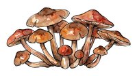 Watercolor mushroom cluster with warm brown and rust tones, featuring various fungi sizes and shapes on transparent background. Isolated botanical illustration suitable for design projects, textiles, and creative applications.