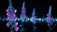Magical purple foxglove flowers glowing in darkness with dreamy bokeh lights creating mystical garden atmosphere. Suitable for nature photography and fantasy designs.