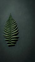 Single green fern leaf displayed against dark gray background, minimalist botanical composition suitable for nature-themed designs, wellness branding, and organic product packaging.