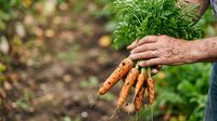 Farmer holding freshly harvested carrots with green tops in garden soil setting, suitable for agriculture, organic farming, and food production content.