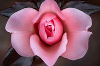 Pink rose macro photography showing delicate petals with soft gradient coloring from deep center to pale edges against dark background, artistic floral close-up.