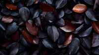 Dark moody background with black and copper colored leaves creating dramatic natural pattern, suitable for luxury branding and seasonal designs.