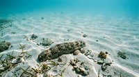 Underwater sandy ocean floor with coral formations and marine rocks in crystal clear tropical waters for diving and snorkeling adventures.