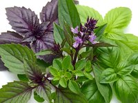 Fresh green and purple basil varieties with blooming flowers arranged on white background, showcasing aromatic culinary herbs for cooking and gardening.