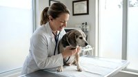 Female veterinarian examining cute beagle puppy with stethoscope in modern clinic office during routine health checkup appointment.