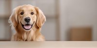 Friendly Golden Retriever dog with happy expression and open mouth smile looking at camera against blurred interior background, panoramic banner format.