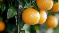 Fresh ripe oranges growing on tree branch with green leaves in garden, natural organic citrus fruits hanging on plant in sunlight.