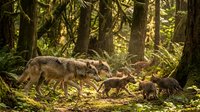 Wolf pack walking through sunlit forest with cubs following adult wolves among tall trees and ferns in natural woodland habitat during golden hour lighting.