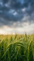 Green barley or wheat field with dramatic stormy sky overhead, shallow depth of field focusing on crop ears, suitable for agriculture, farming, and weather-related projects.