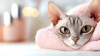 Adorable Sphynx cat wrapped in soft pink towel looking directly at camera with bright yellow eyes against blurred background with bokeh lights.